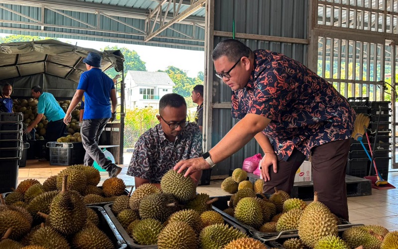 FAMA Perlis buka tiga pusat belian durian bantu pekebun