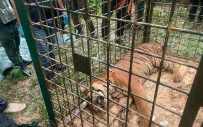 Harimau belang betina 94kg ditangkap, ganggu ternakan