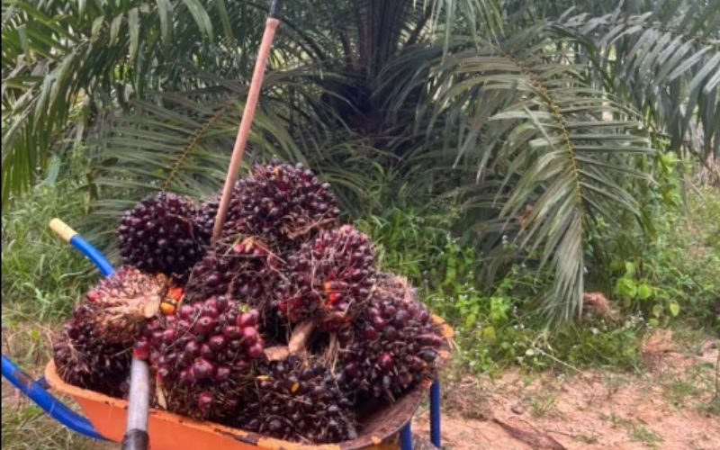 Program jaminan kerjaya tarik belia ke sektor komoditi, kurangkan kebergantungan pekerja asing