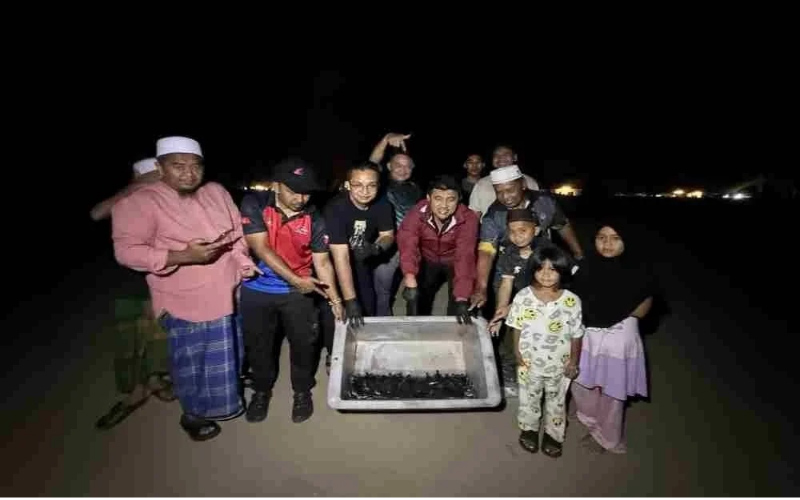 Selepas tiga dekad, penyu agar menetas di Kelantan