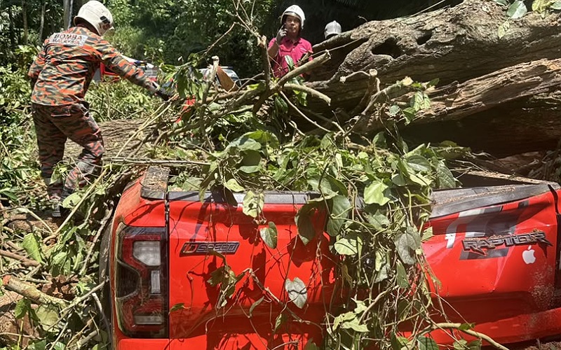 Empat maut Ford Raptor dihempap pokok tumbang