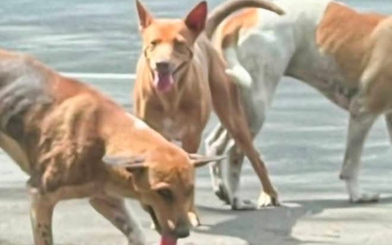 Perlu tindakan segera, proaktif tangani isu anjing liar – Aris