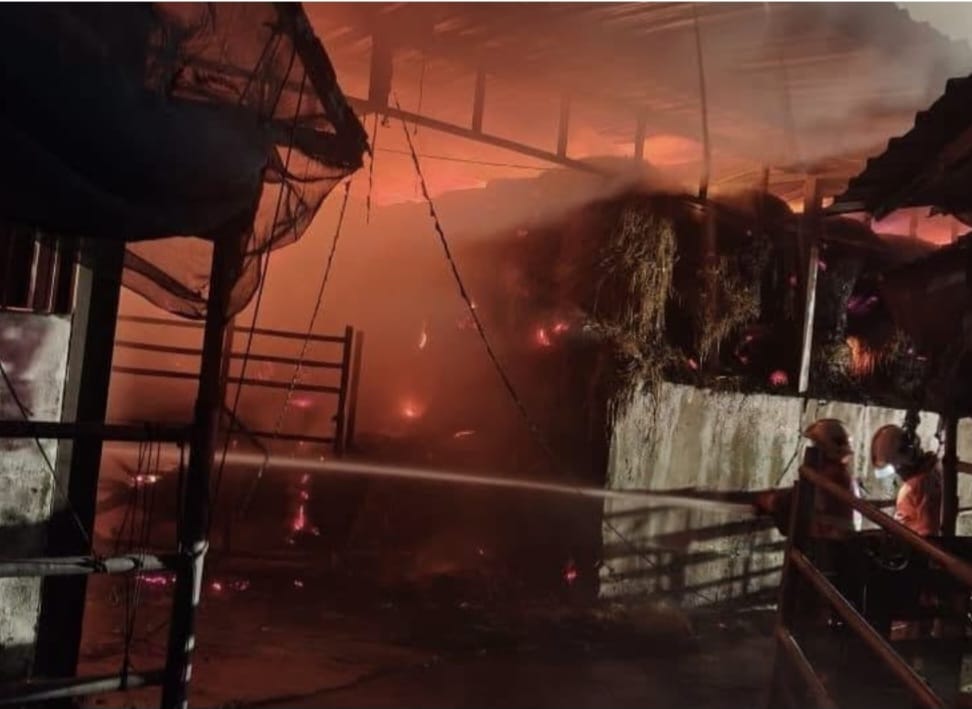 1,200 jerami gulung terbakar dalam gudang MADA