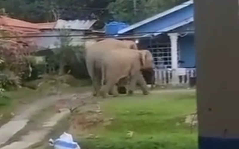Bina koridor hidupan liar tangani konflik gajah-manusia – Suryady