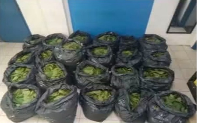 Lima lelaki ditahan, hampir 200kg Daun ketum dirampas