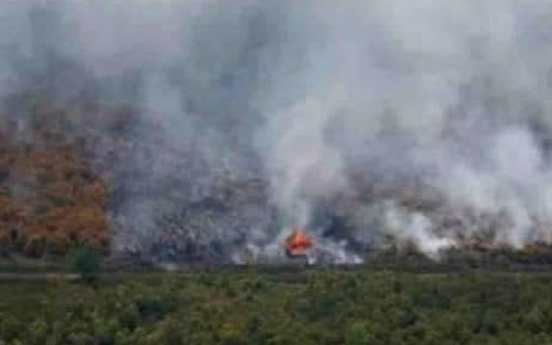 Lebih 100,000 hektar hutan Indonesia terbakar, risiko jerebu rentas sempadan