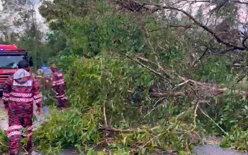 Angin kencang landa Limbang, sembilan lokasi terjejas pokok tumbang