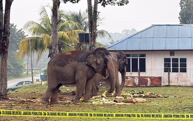 ‘Awang Kolam’ berkeliaran, Perhilitan usaha pujuk kembali ke habitat