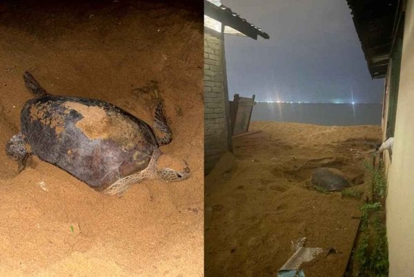 ‘Tetamu Istimewa’ muncul di belakang rumah penduduk Kampung Geliga