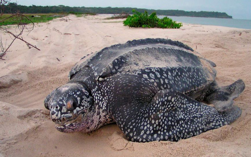 Penyu belimbing kembali ke Terengganu, hasilkan 70 telur di Kuala Abang