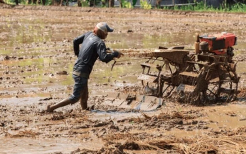 Bekalan air merosot, El Nino beri masalah kepada pesawah
