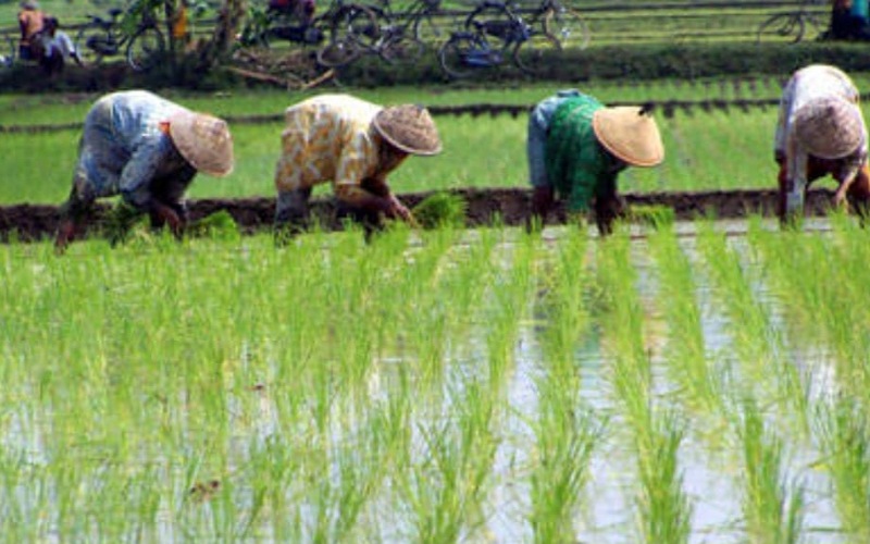 Subsidi terus pada pesawah elak risiko ketirisan ‘orang tengah’