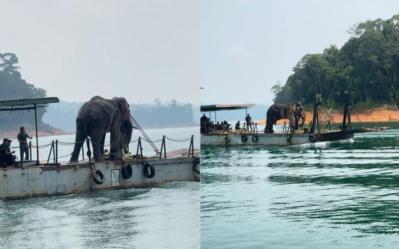 Sulong Chalil dipindahkan ke Taman Negara Terengganu