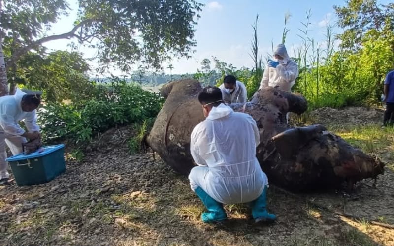 Kematian gajah jantan di Kinabatangan disiasat menyeluruh – Jafry 