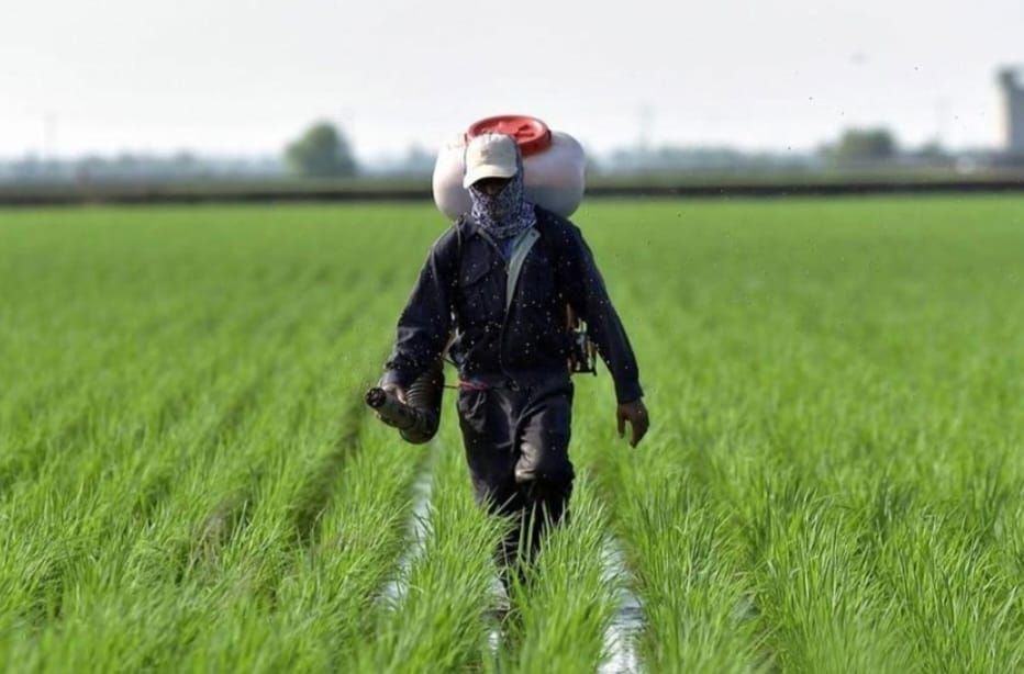 Ke mana hilangnya peruntukan kerajaan untuk pesawah?