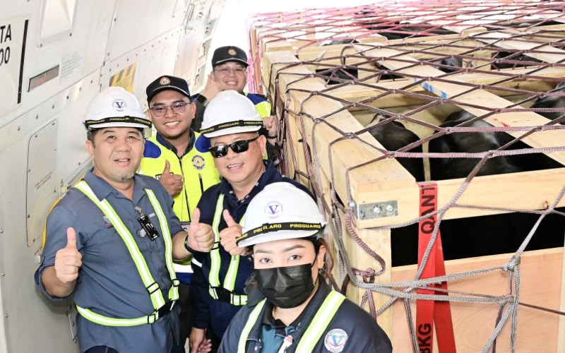 Sabah perkenal bon 10 peratus elak induk ternakan dijual terlalu awal
