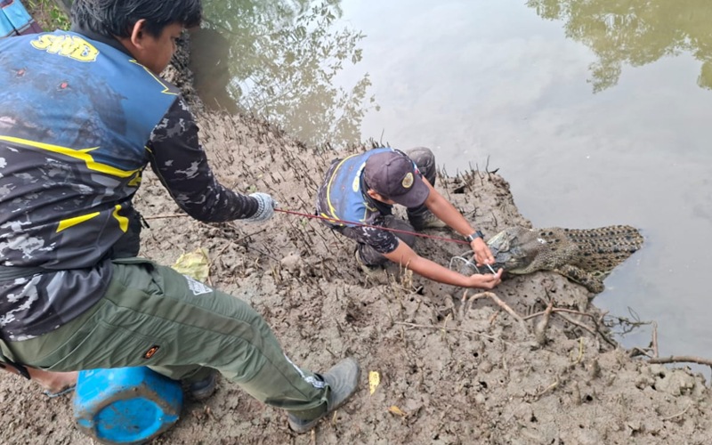 Buaya tembaga 87kg ditembak mati